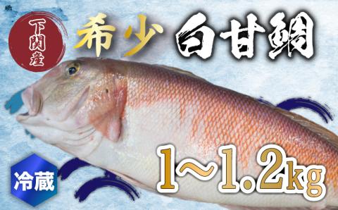 [超高級魚] 白甘鯛 1〜1.2kg 冷蔵 直送