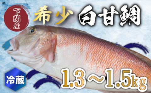 [超高級魚] 白甘鯛 1.3〜1.5kg 冷蔵 直送