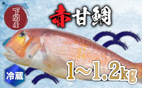 [高級魚] 赤甘鯛 1〜1.2kg 冷蔵 直送