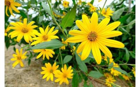 長州菊いも茶　ティーバッグ2g×15パック　5袋セット