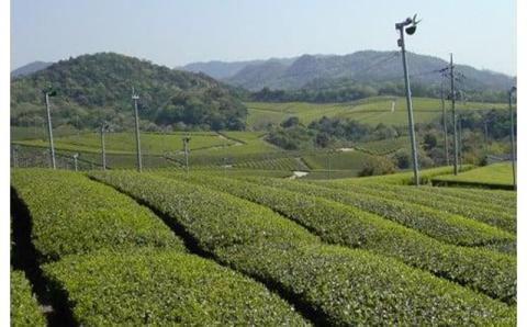 やまぐち巡り　四季の奏・潤・萌・歩・笑?ふるさとの味「山口茶」