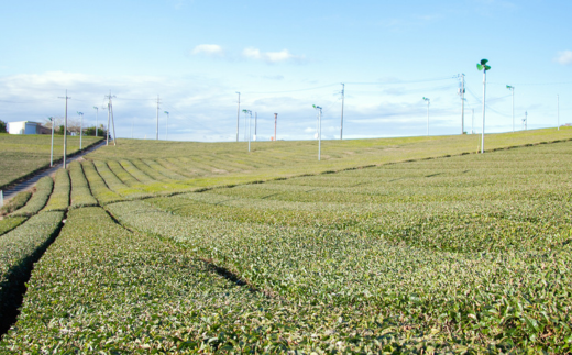 【株式会社 山口茶業】健康茶「13種糖減茶」5g×60P ティーパック隔月6回定期便