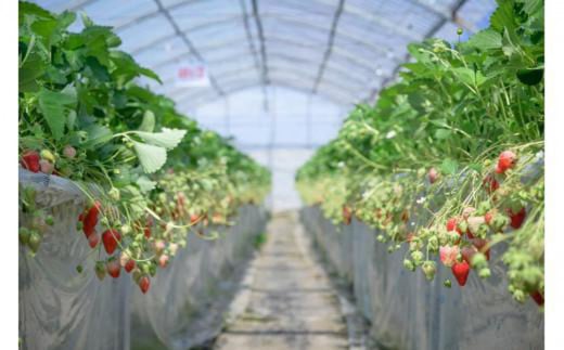 【先行予約】いちご４品種食べ比べ　300ｇ×4パック