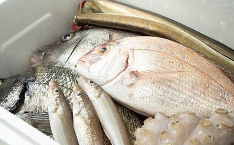 ★北海道・沖縄県・離島配送不可★【魚千代】地魚詰合せ