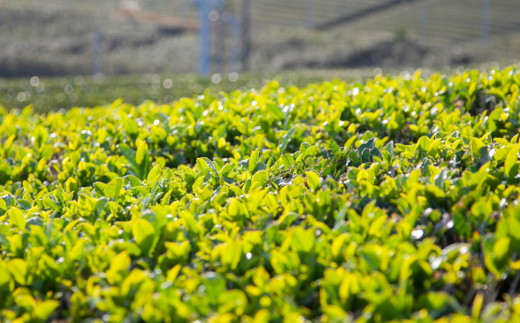 【株式会社 山口茶業】健康茶「13種糖減茶」5g×60P ティーパック隔月6回定期便