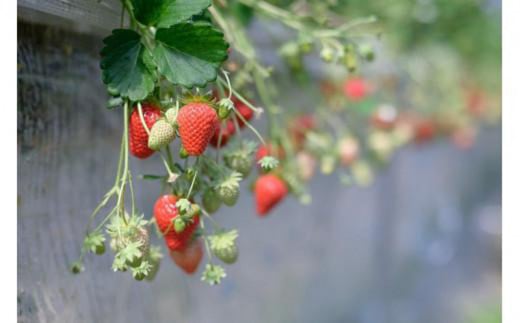 【先行予約】いちご４品種食べ比べ　300ｇ×4パック