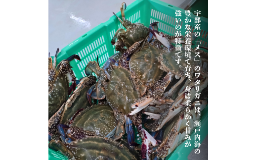 ワタリガニ 冷蔵 ワタリガニ メス 2杯 (約800g)