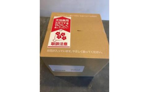 季節の花弁当（生花アレンジメント）