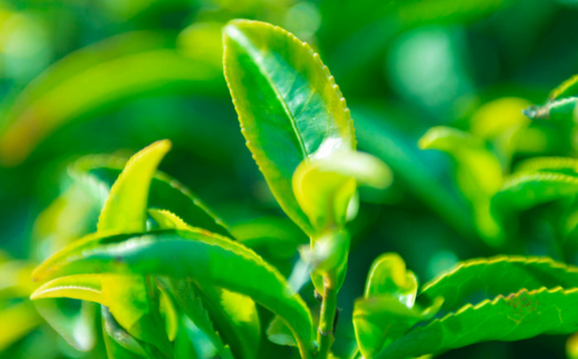 【株式会社 山口茶業】健康茶「13種糖減茶」5g×60P ティーパック