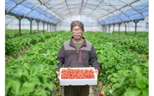 【先行予約】いちご４品種食べ比べ　300ｇ×4パック