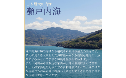 【北海道・東北・沖縄・離島配送不可／着日指定必須】市場直送！ふぐ丸ごと二匹分 生 ふぐ刺し 5～6人前