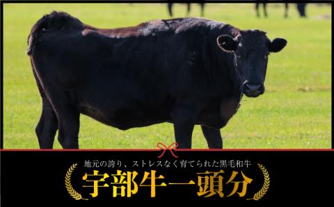 【数量限定】宇部牛　一頭分　黒毛和牛　Ａ５ランク　冷蔵　約300kg　”シャトーブリアンから牛タン、ホルモンまで、食べてみっちゃ、おいしいけえ”