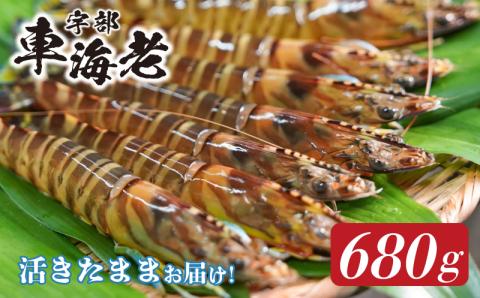 ★北海道・東北・新潟・沖縄・離島配送不可★山口県宇部産 活き車海老 (680g)