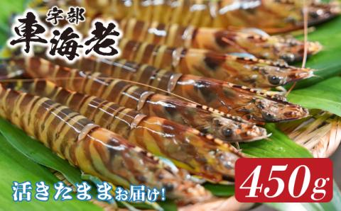 ★北海道・東北・新潟・沖縄・離島配送不可★山口県宇部産 活き車海老 (450g）
