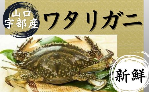 【北海道・東北・沖縄・離島配送不可／着日指定必須】宇部産　ワタリガニ　約1.2kg　3～6杯入り