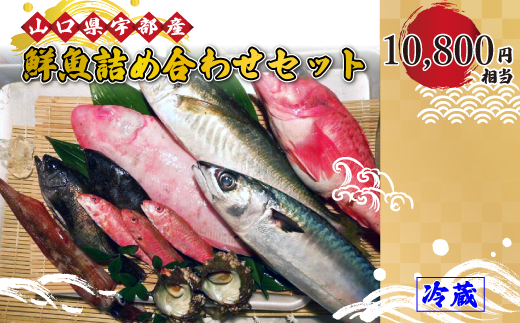 【着日指定必須】鮮魚詰め合わせ・セット・パック (10,800円相当) 【魚 新鮮 ツマミ 刺身 塩焼き 詰め合わせ 高級魚 市場直送 山口県 宇部市】