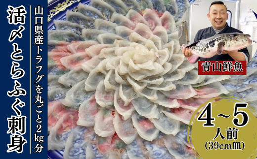 【北海道・東北・沖縄・離島配送不可／着日指定必須】2025年11月以降発送 活とらふぐ刺身 4～5人前 ふぐ 刺身 ふぐ刺し フグ トラフグ