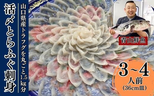 【北海道・東北・沖縄・離島配送不可／着日指定必須】2025年11月以降発送 活とらふぐ刺身 3～4人前 ふぐ 刺身 ふぐ刺し フグ トラフグ