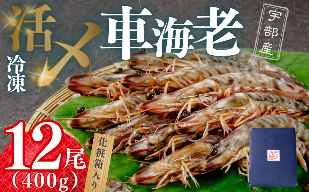 【活き〆】冷凍車海老 12尾 400g （化粧箱）