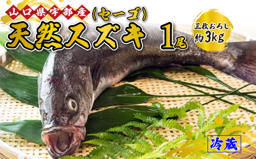 [着日指定][三枚おろし] 天然スズキ・セーゴ (1尾 約3kg) [魚 新鮮 ツマミ 刺身 煮つけ 市場直送 山口県 宇部市]