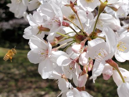 E030 純粋蜂蜜とんがり