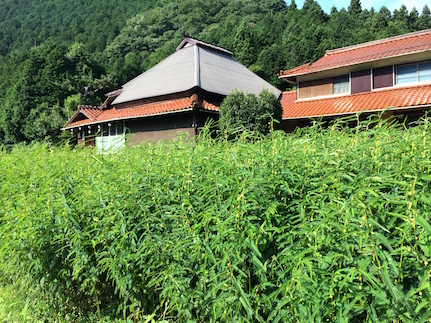 E028 カワラケツメイ茶飲み比べセット