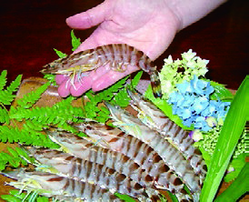 C045 山口秋穂産活きあいおえび1kg