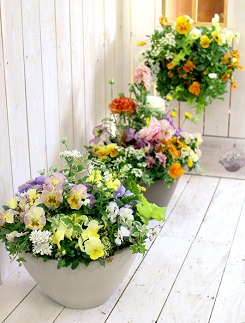 C102 花うるるのおまかせプレミアム寄せ植え