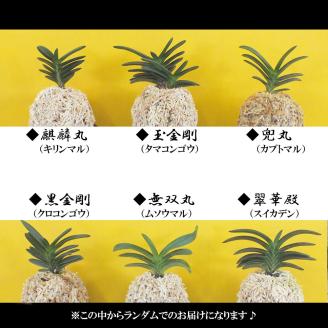 D087 【日本の蘭】富貴蘭　風蘭　キラキラガラス入り