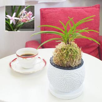 D055 【日本の蘭】富貴蘭　風蘭　白丸陶器鉢