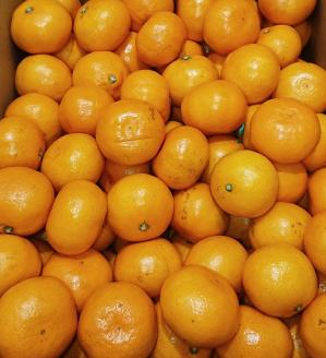 A037 ぶちうま！フルーツ定期便(12回コース)