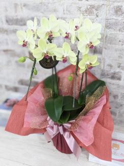 D010 ☆金賞受賞☆超希少！イエロー胡蝶蘭’日の出’小 ミディサイズ（2本立）