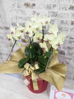 C008 ☆金賞受賞☆超希少！イエロー胡蝶蘭’日の出’小 ミディサイズ（3本立）