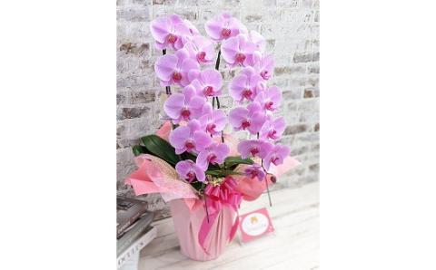 C001 【金賞受賞】スタンダード＊姫葵（ヒメアオイ）大輪＊２本立