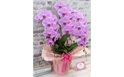 B008 【金賞受賞】 スタンダード＊姫葵（ヒメアオイ）大輪＊3本立