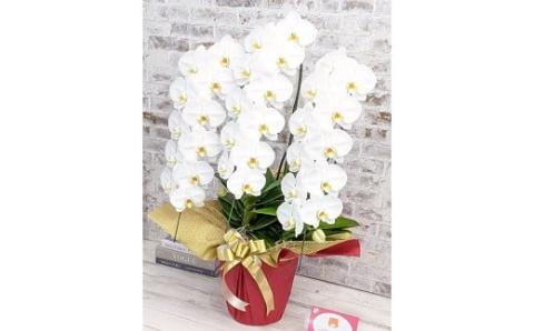 B007 【金賞受賞】スタンダード鳴滝清流胡蝶蘭3本立