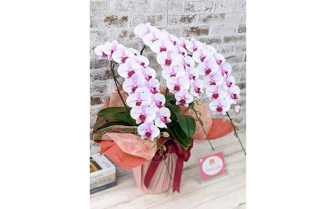 B027 【農林水産大臣賞受賞品種】ミディ系ピンク胡蝶蘭！『乙姫（おとひめ）』3本立