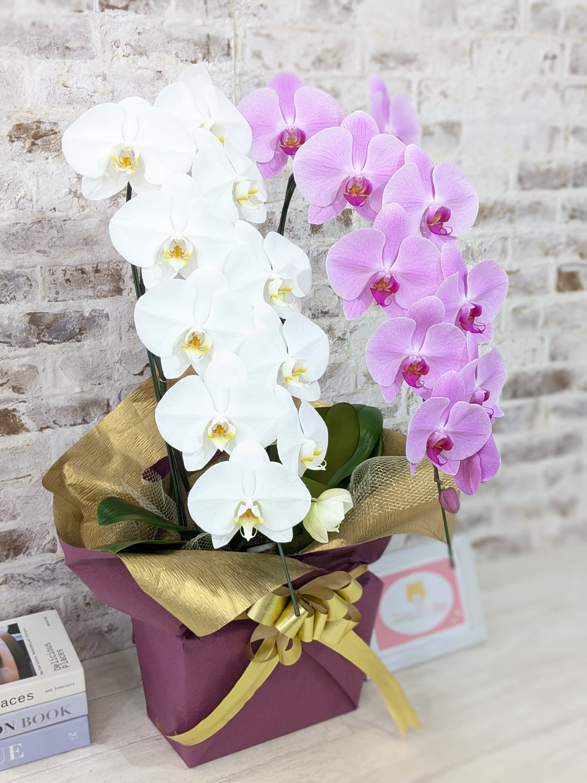 B098　【☆新機能☆ZERO胡蝶蘭】　紅白胡蝶蘭　２本立て＊白・ピンク＊（大輪）＜７つの特典付き！＞〈約高さ８５ｃｍ、横幅４０ｃｍ、奥行き４０ｃｍ〉22輪以上