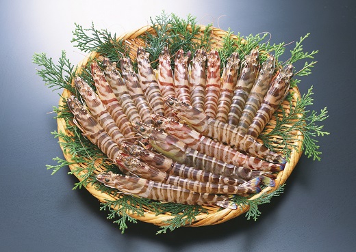 C060 旭水産活き車海老（あいおえび）1kg（20～35尾）【養殖】