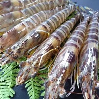 D037 車海老西京漬と活き〆冷凍車海老詰め合わせセット