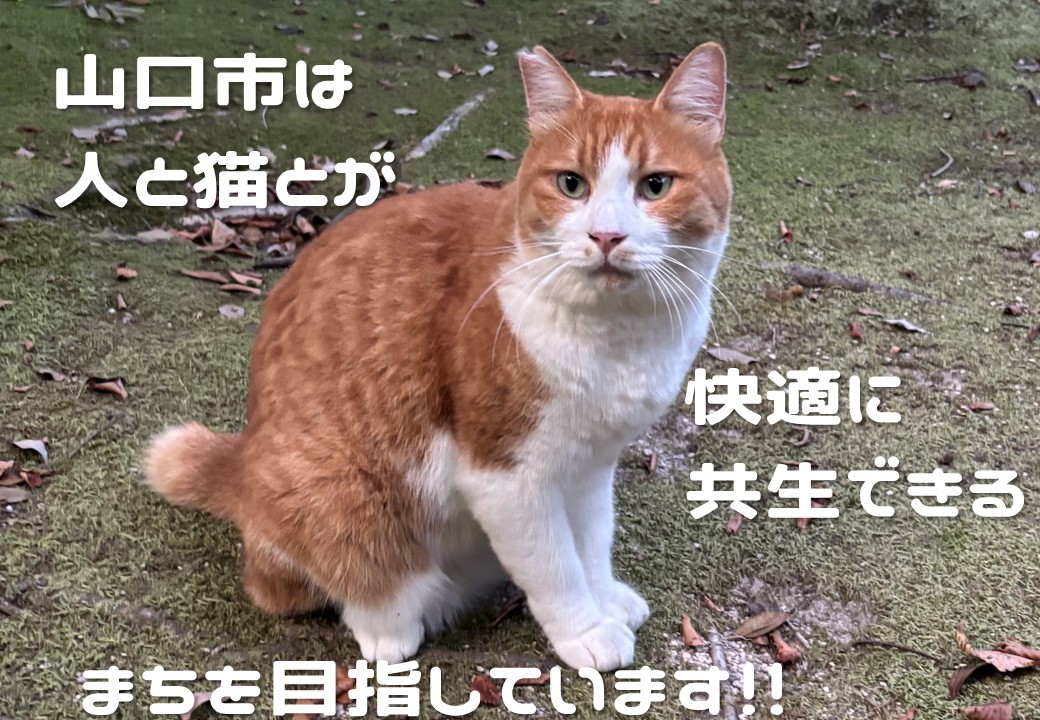 K012 飼い主のいない猫の不妊去勢手術支援～不幸な命を増やさないために～
