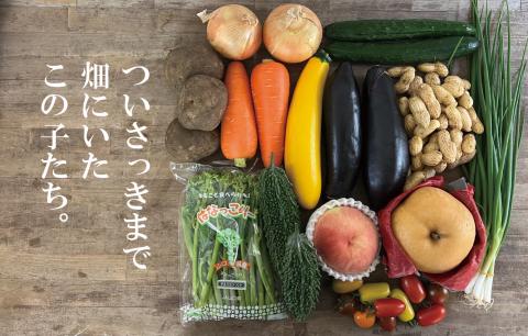 A035 朝採り野菜とフルーツの定期便（12回）