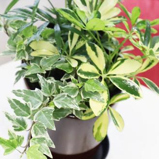 D039 季節の観葉植物寄せ植え　６号陶器鉢　選べる鉢色　室内園芸装飾マイスター岡部太郎氏監修