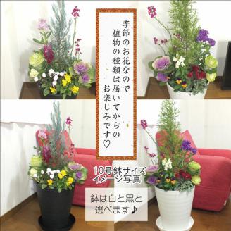 C012 季節の花の寄せ植え　１０号鉢　選べる鉢色　室内園芸装飾マイスター岡部太郎氏監修