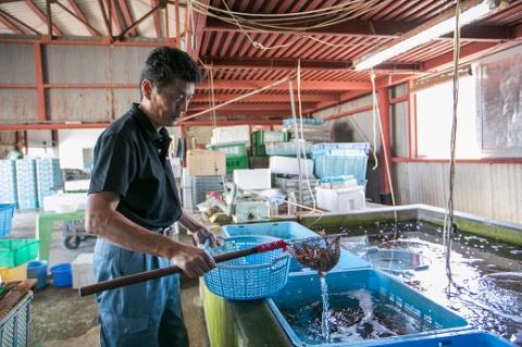 B030 活きあいおえび1600g（800g×2）（35～64尾）