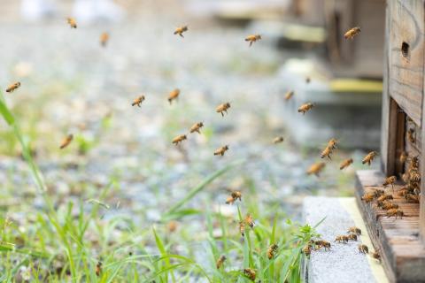 D128 はちみつと米粉の超贅沢シフォンケーキ