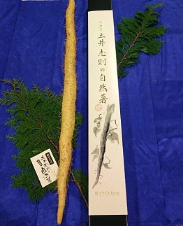 D173 ミライエfarm特級規格品質1本もの750g超えサイズ　最高級自然薯