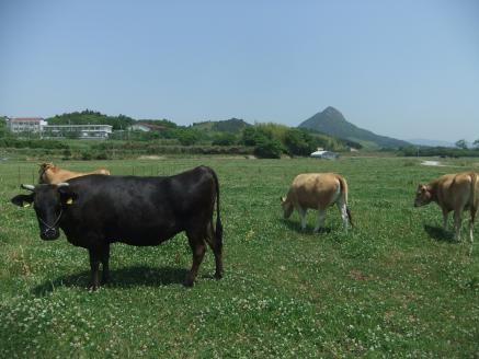 C034 山口放牧牛「ヒレ肉」