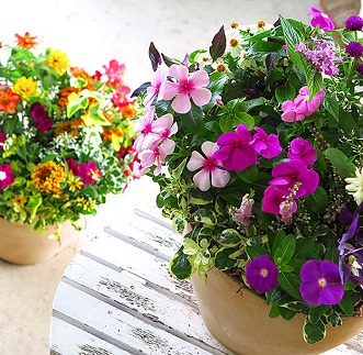 C102 花うるるのおまかせプレミアム寄せ植え