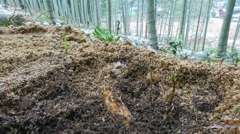 C031 山口仁保産直送　掘り白たけのこ1kg